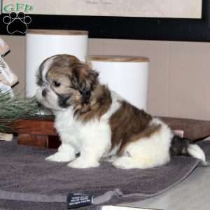 Angel, Shih Tzu Puppy